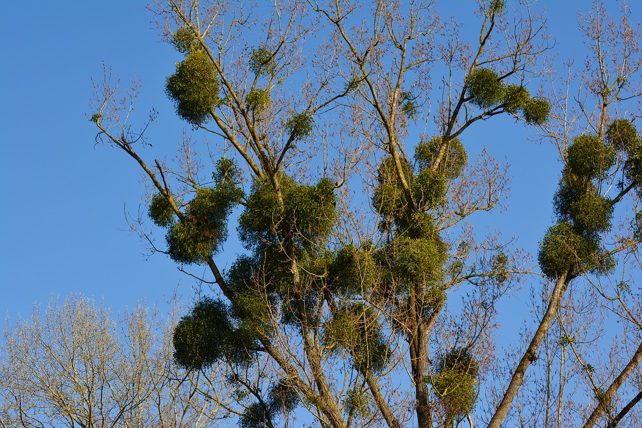 European mistletoe is a semi-parasitic plant that grows on trees and is most apparent in winter. (Photo by Conger Design, CC0, via Wikimedia Commons)