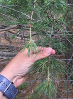 The twigs of this pine tree have gaps of several inches that don't have needles. (NDSU photo)