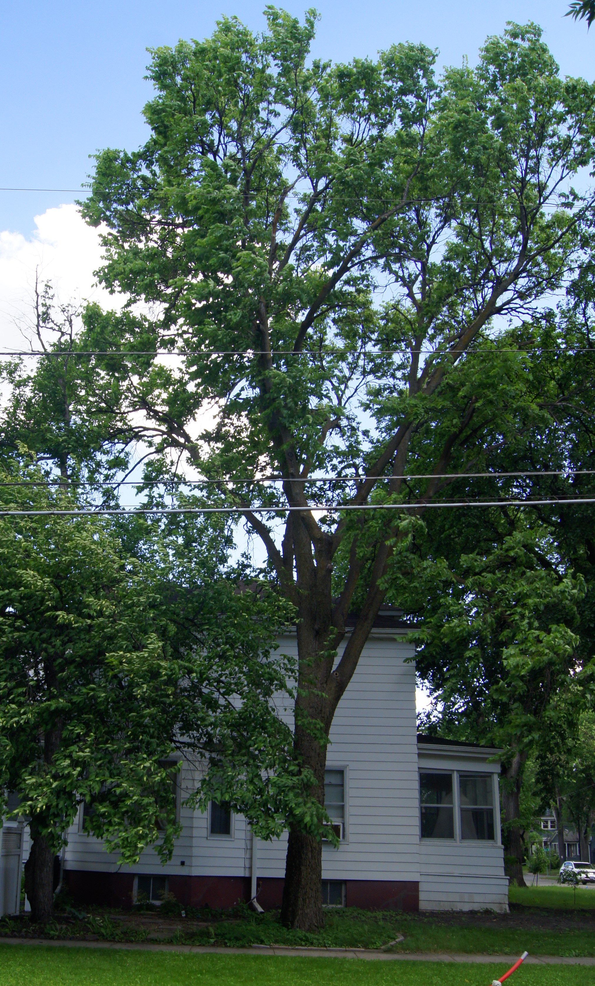 The North Dakota state champion ironwood tree is located on private property in Fargo. (NDSU photo)