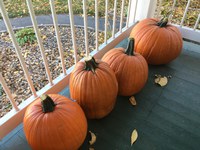 Pumpkins are believed to have originated in Central America. (NDSU photo)