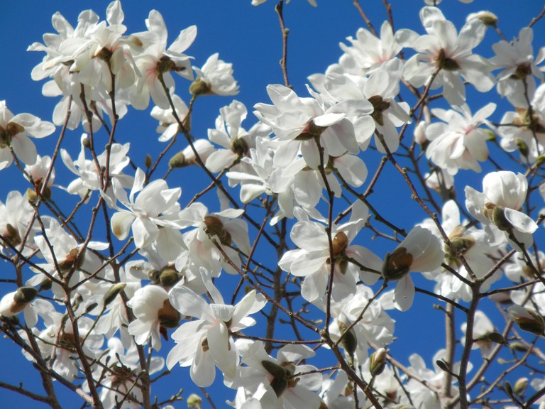 Developed by North Dakota State University, the Spring Welcome® magnolia tree is beautiful and has proven to be winter-hardy for the Dakotas. (NDSU photo)