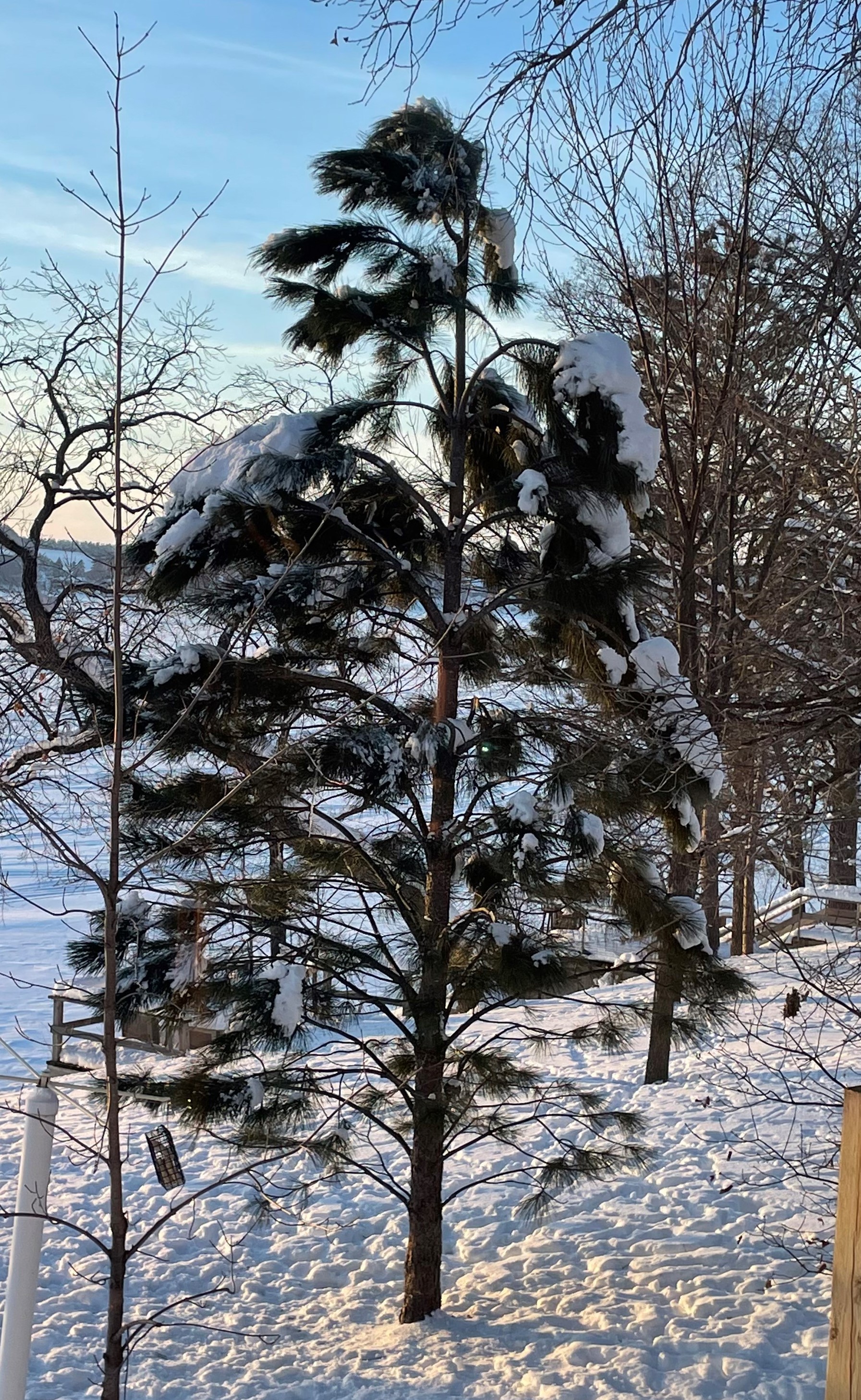 The leader of this ponderosa pine tree is bent over, potentially causing future structural problems. (NDSU photo)