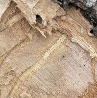 An EAB larvae hiding under the bark in Dilworth, Minnesota, in 2023. (NDSU photo)
