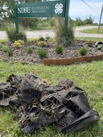 Landscape fabric is not meant to be used as a long-term solution for weed control. (NDSU photo)