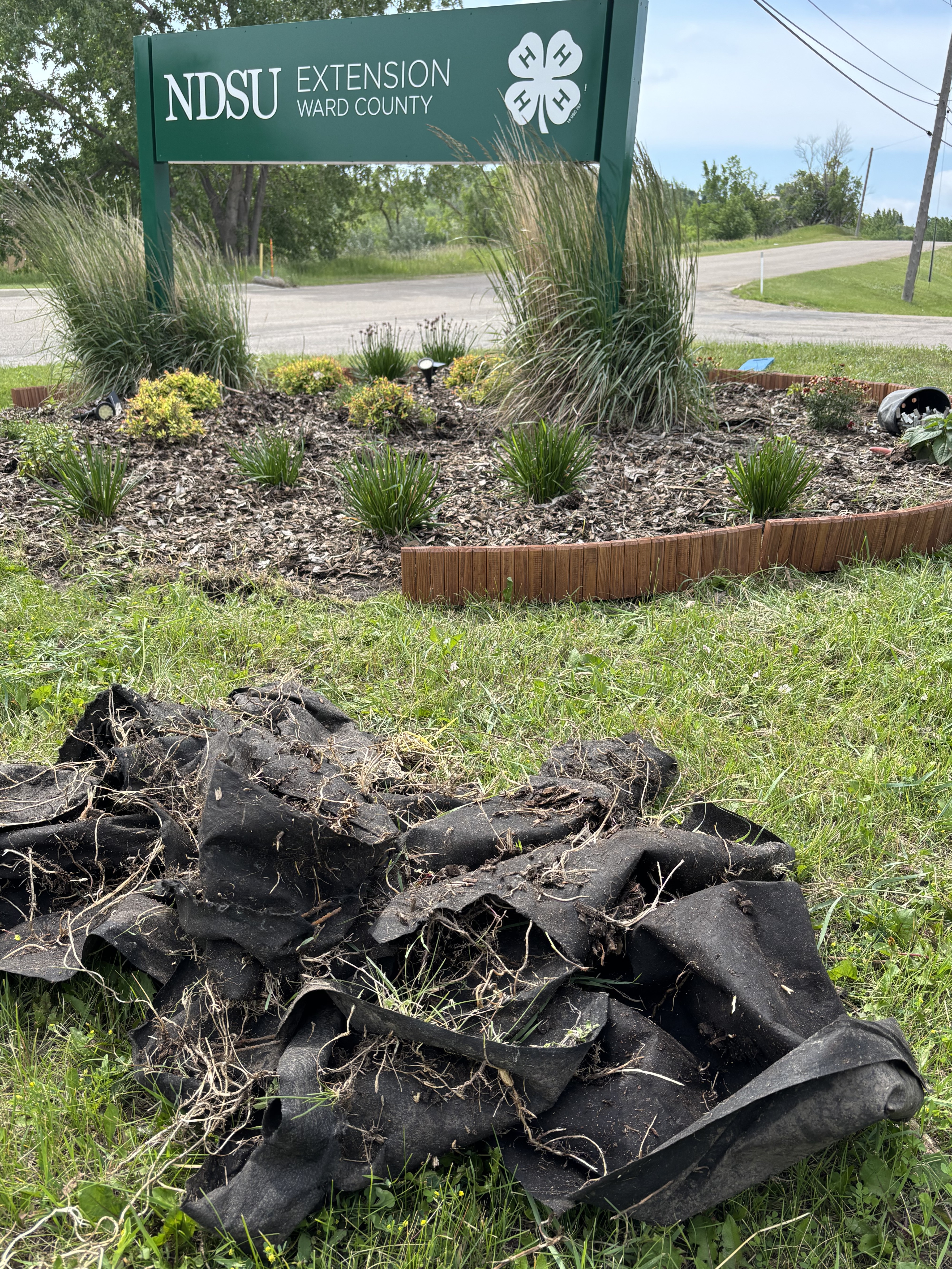 Landscape fabric is not meant to be used as a long-term solution for weed control. (NDSU photo)