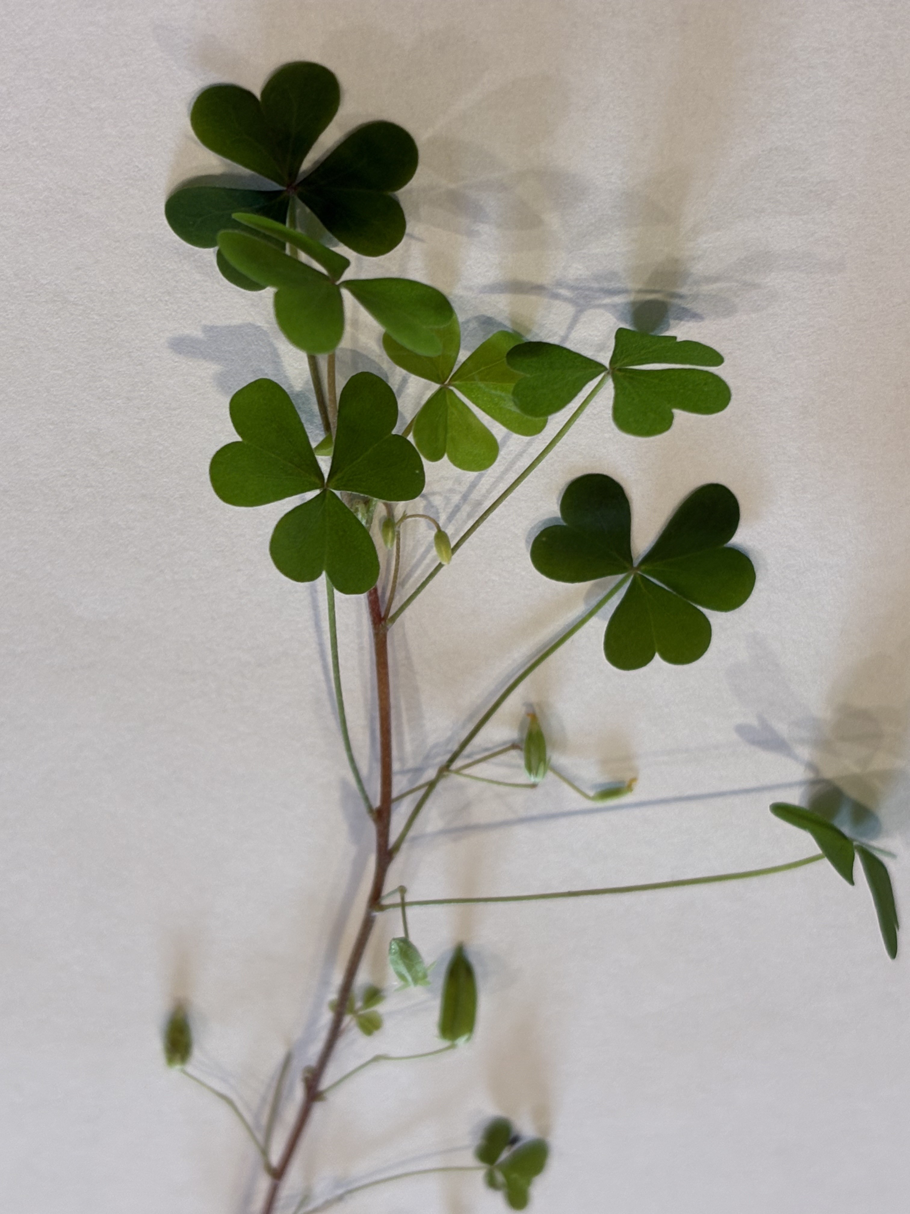 Yellow wood sorrel has heart-shaped leaflets and explosive seed pods. (NDSU photo)