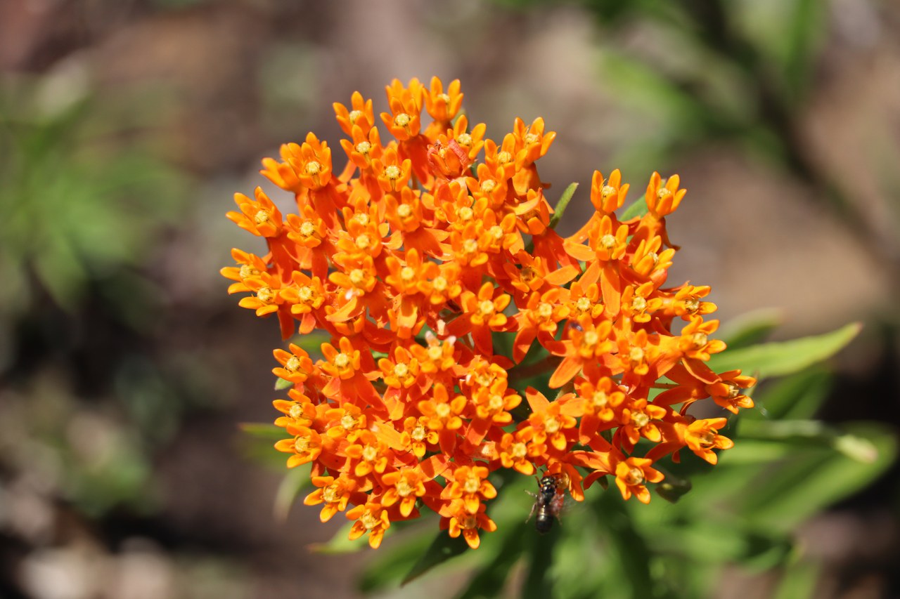 Dakota Gardener: The year of milkweed — Extension and Ag Research News
