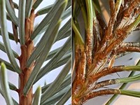 A comparison of Colorado blue spruce (left) and ponderosa pine (right). The spruce needles are individually attached to the twigs while the pine needles are in clusters called fascicles. (NDSU photo)