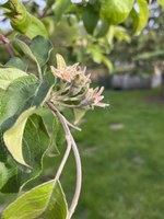 Thinning fruit on apple trees will help spread out the tree’s energy resources and prevent broken branches. (NDSU photo)
