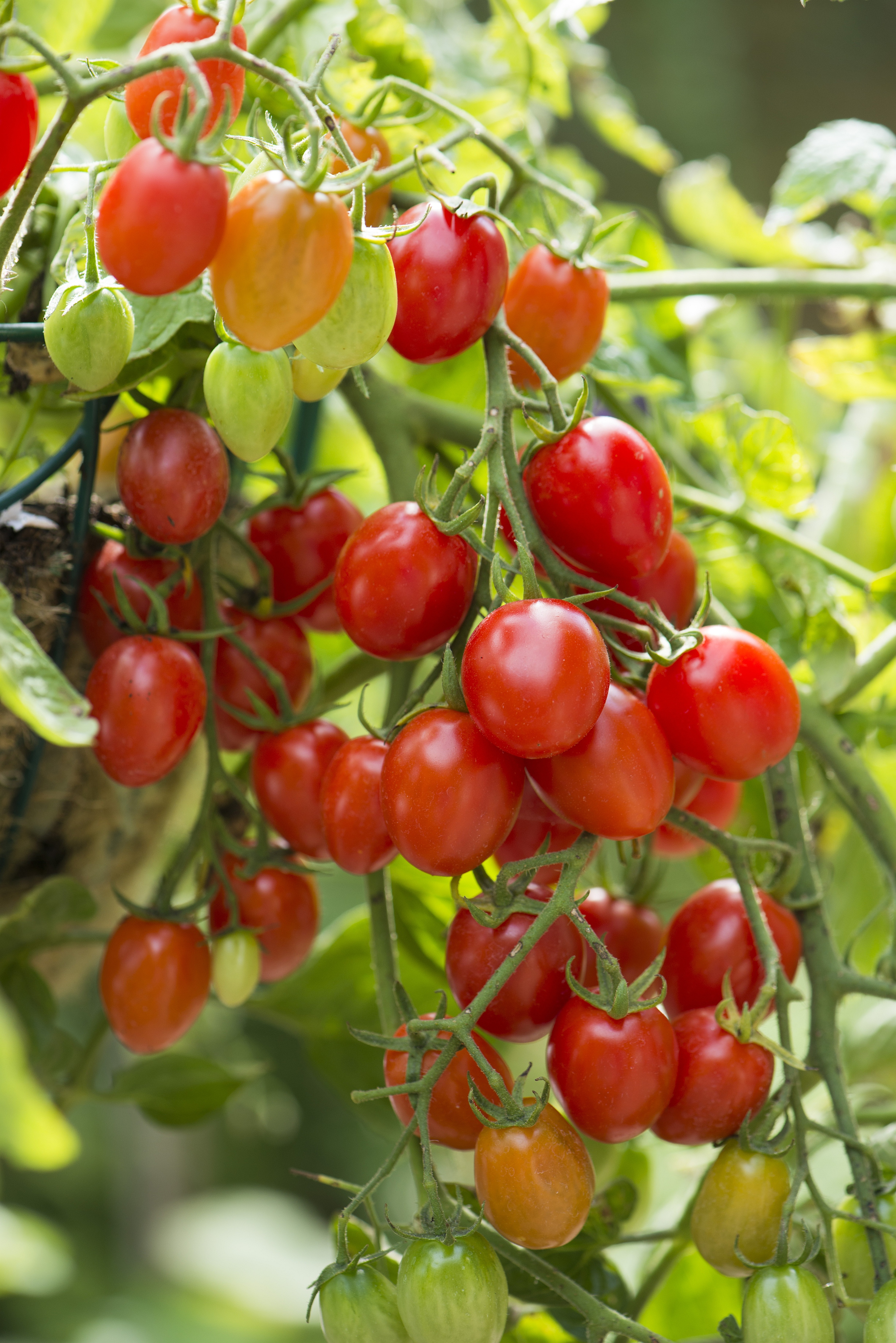 When selecting tomatoes to grow, look for varieties that ripen early, resist diseases and produce good yields. (Photo courtesy of  All-America Selections)
