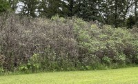 For the second year in a row, the lilacs in this shelterbelt have been hit hard by a fungal foliage disease called Pseudocercospora.  (NDSU photo)