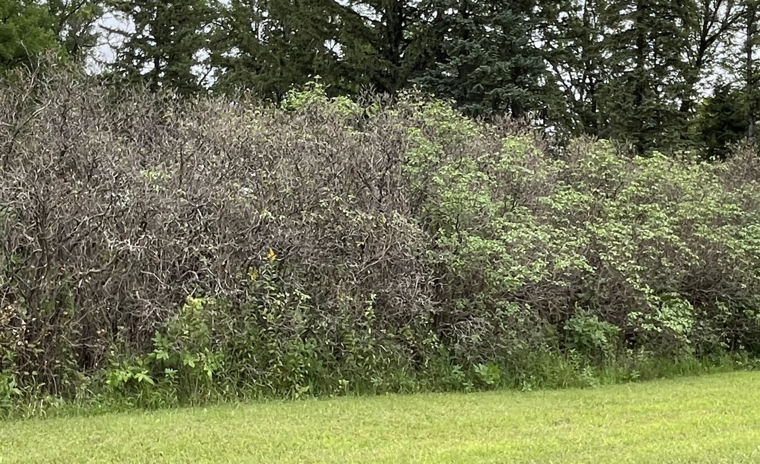 For the second year in a row, the lilacs in this shelterbelt have been hit hard by a fungal foliage disease called Pseudocercospora.  (NDSU photo)