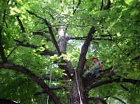 A tree-care worker is safely roped in, as he completes a pruning job in an American linden tree. (NDSU photo)