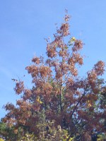 This black ash tree in northern Minnesota carries tens of thousands of seeds that feed its ecosystem. (NDSU photo)