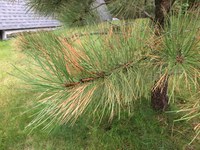 This ponderosa pine is suffering from winter injury. (NDSU photo)