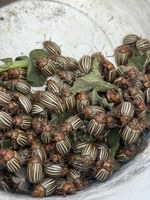 Colorado potato beetles are notorious for developing resistance to many insecticides. (NDSU photo)