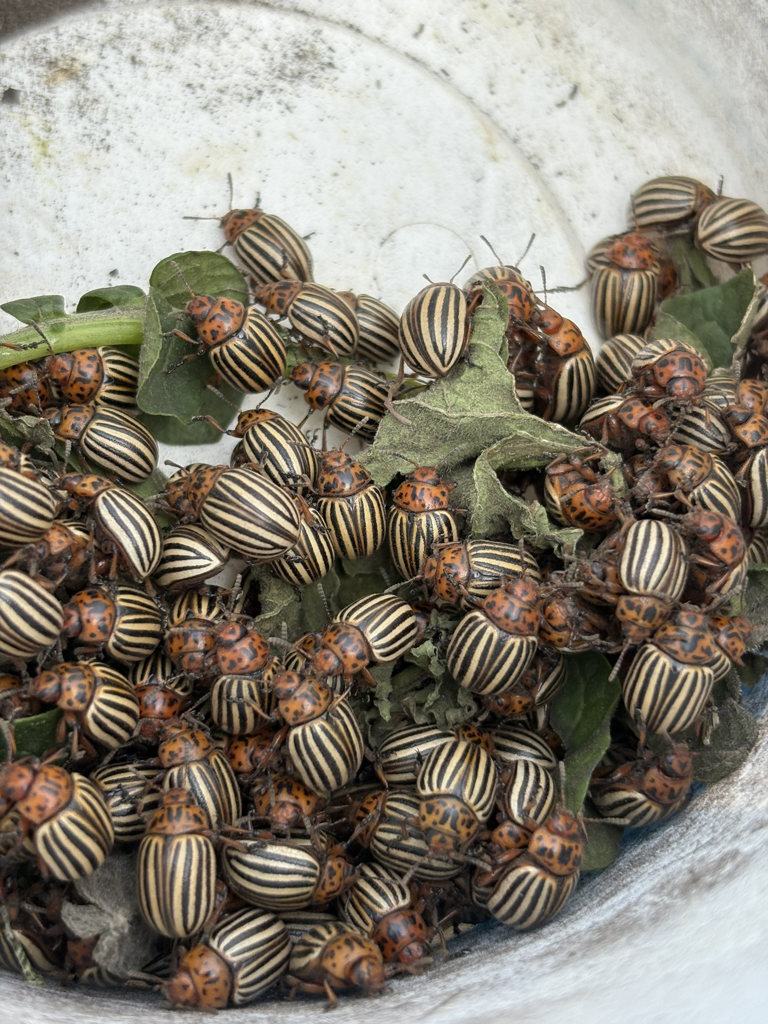 Colorado potato beetles are notorious for developing resistance to many insecticides. (NDSU photo)