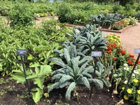 Vegetables can be integrated into flower gardens. (NDSU photo)