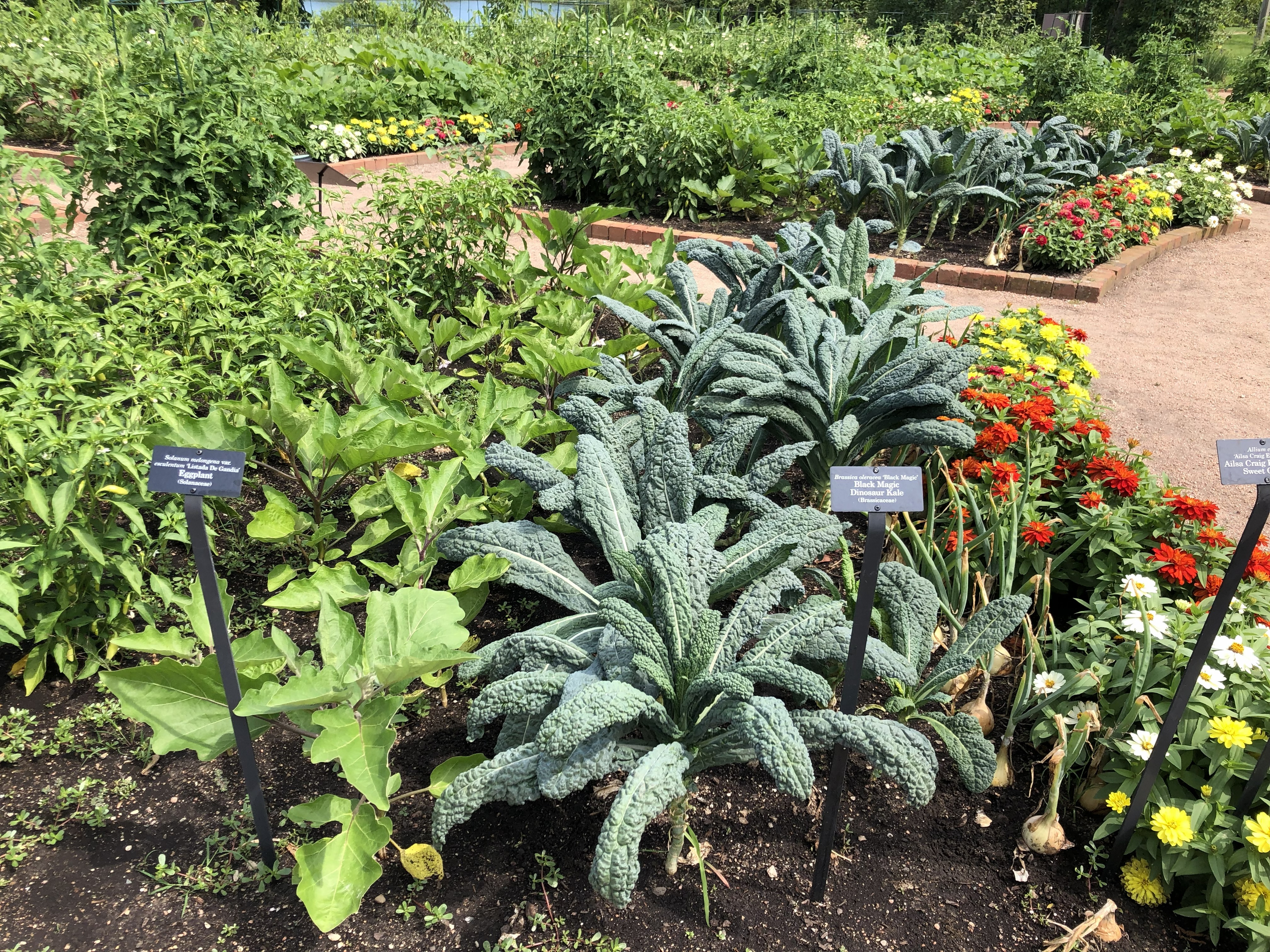 Vegetables can be integrated into flower gardens. (NDSU photo)