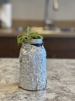 The Kratky method is a simple, low-maintenance way to grow plants hydroponically, meaning without soil. The method works best for fast-growing plants like lettuce, spinach and herbs. (NDSU photo)