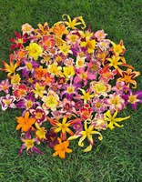 Daylilies are easy to breed and hybridize for variation in appearance. (Photo courtesy of Lona Arthur)