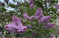 A common lilac showing off its 2026 blossoms – the same plant that blossomed in fall 2025 after being heavily infected with the fungus Pseudocercospora. (NDSU photo)