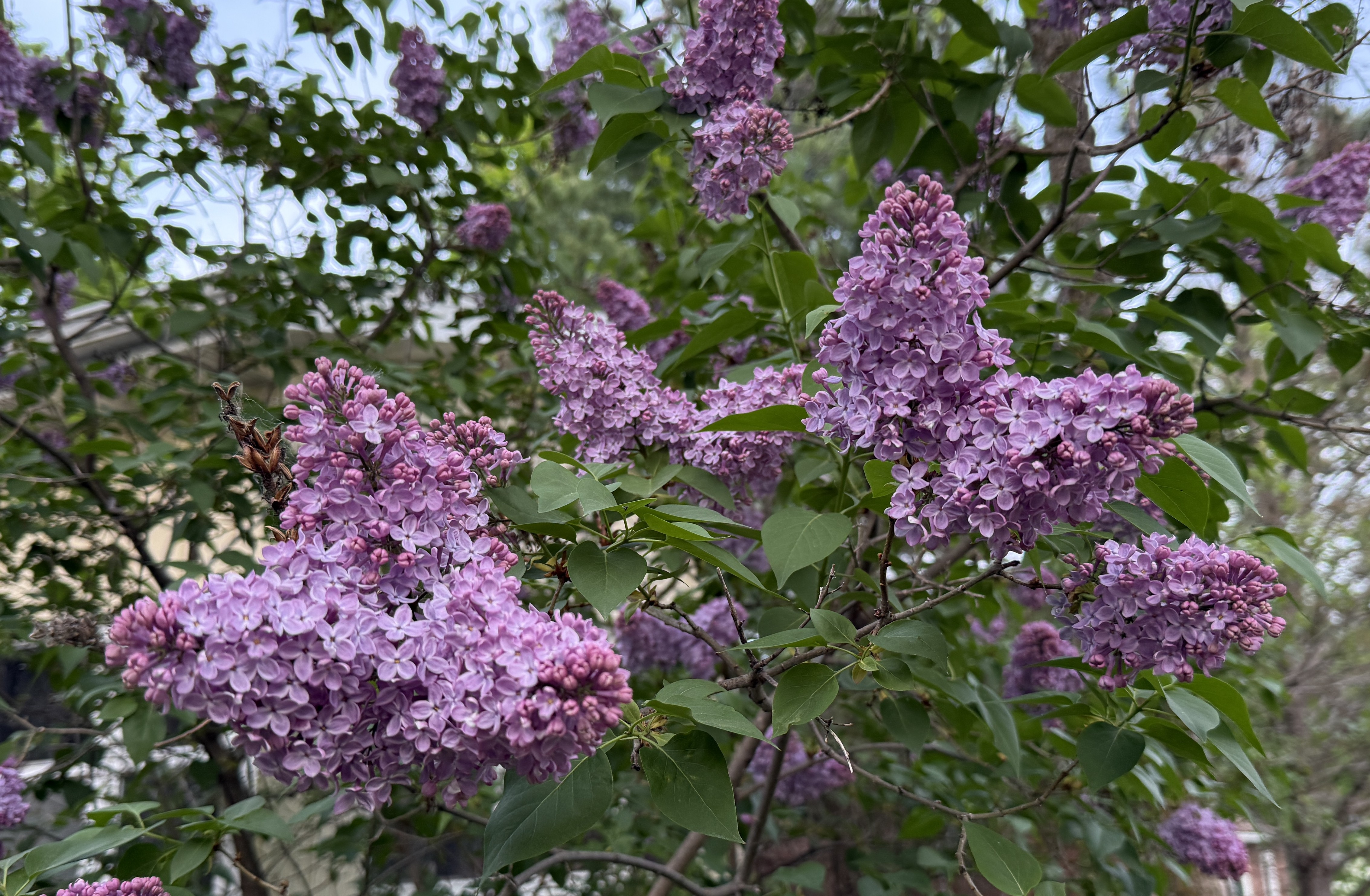 A common lilac showing off its 2026 blossoms – the same plant that blossomed in fall 2025 after being heavily infected with the fungus Pseudocercospora. (NDSU photo)