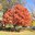 An Ohio buckeye provides beautiful fall colors and shading in a sitting area on the NDSU campus. (NDSU photo)