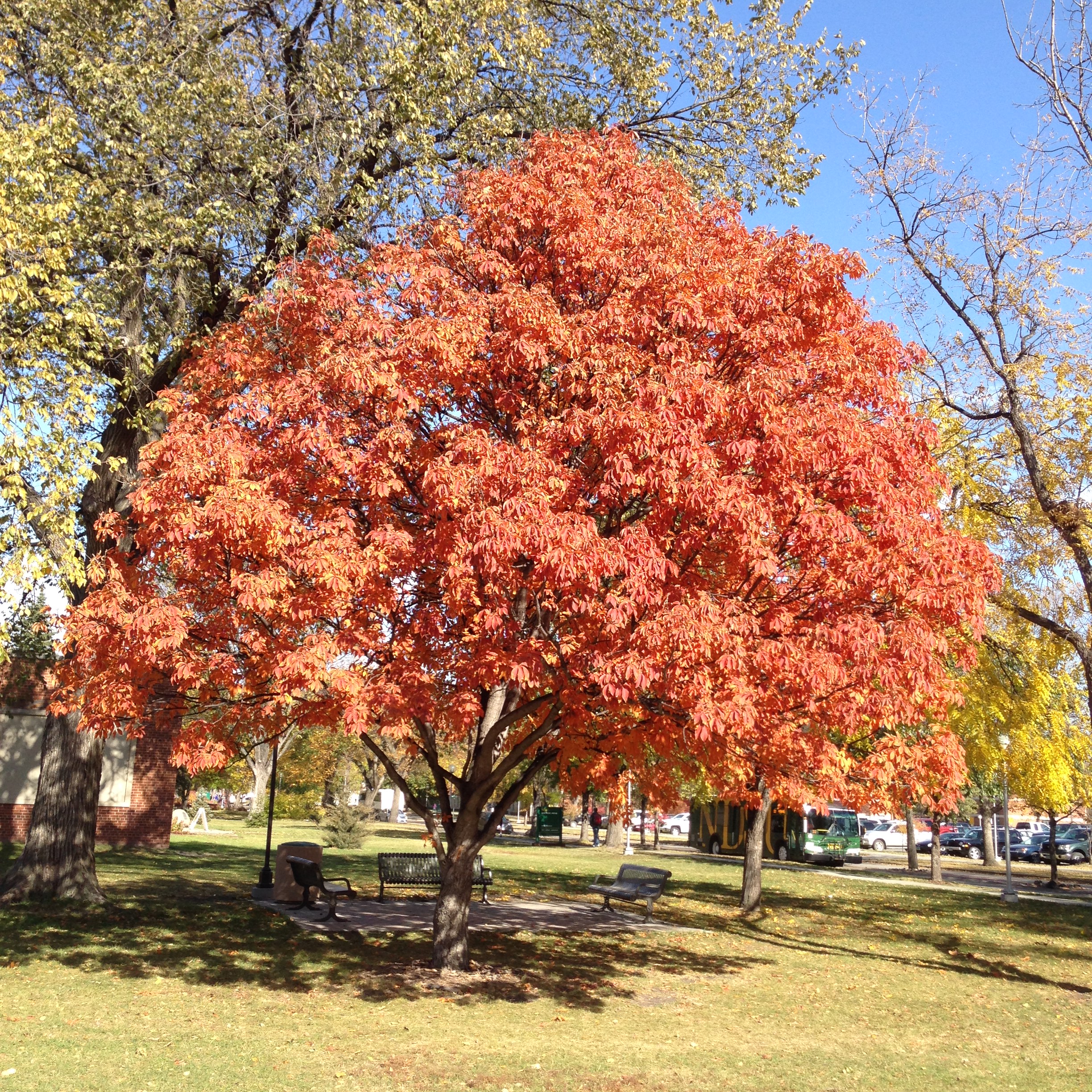 An Ohio buckeye provides beautiful fall colors and shading in a sitting area on the NDSU campus. (NDSU photo)