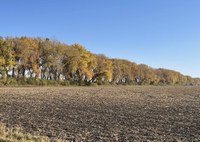 While shelterbelts aren’t perfect, the fact remains that they provide a number of services that are considerably valuable. (NDSU photo)