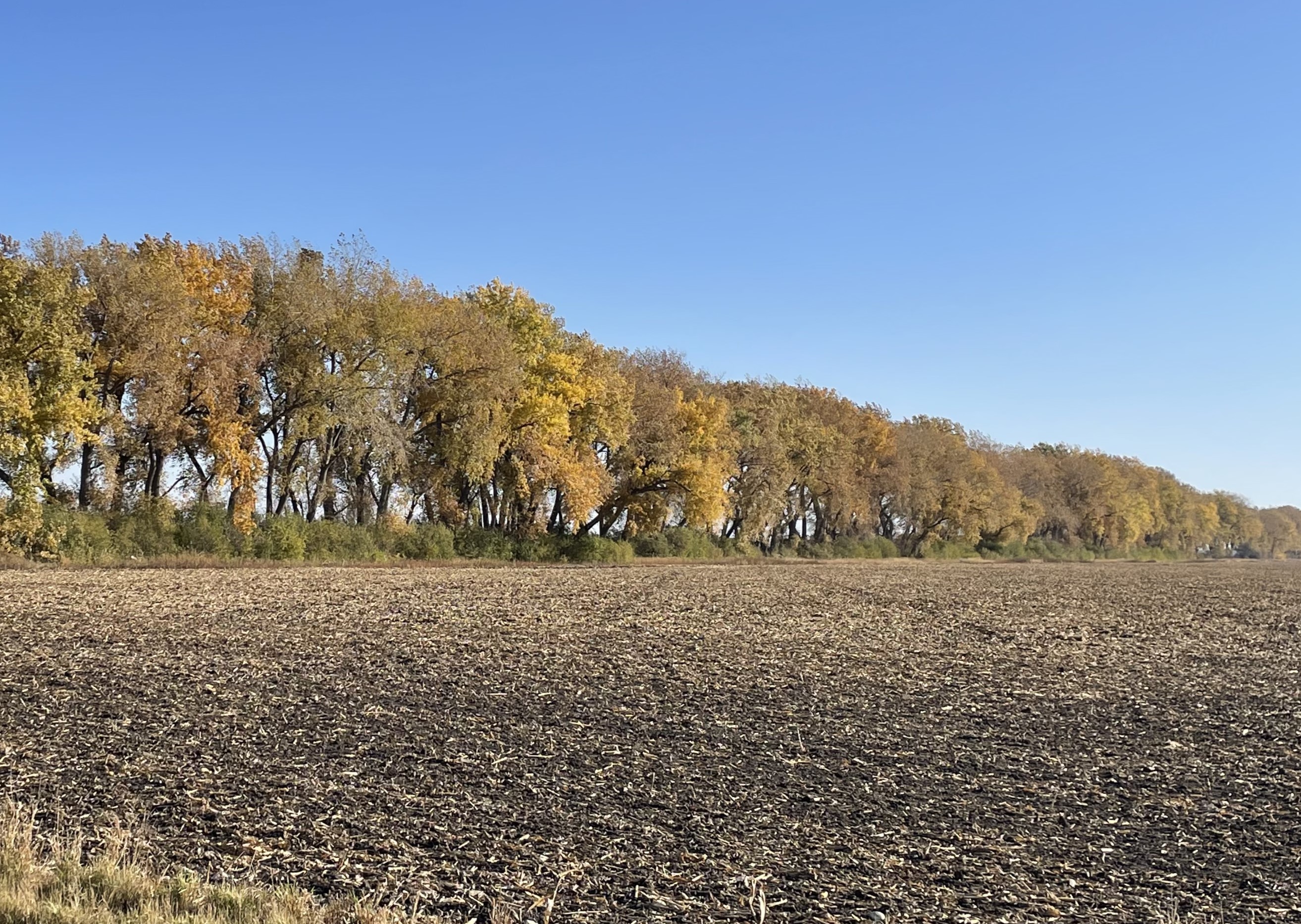 While shelterbelts aren’t perfect, the fact remains that they provide a number of services that are considerably valuable. (NDSU photo)