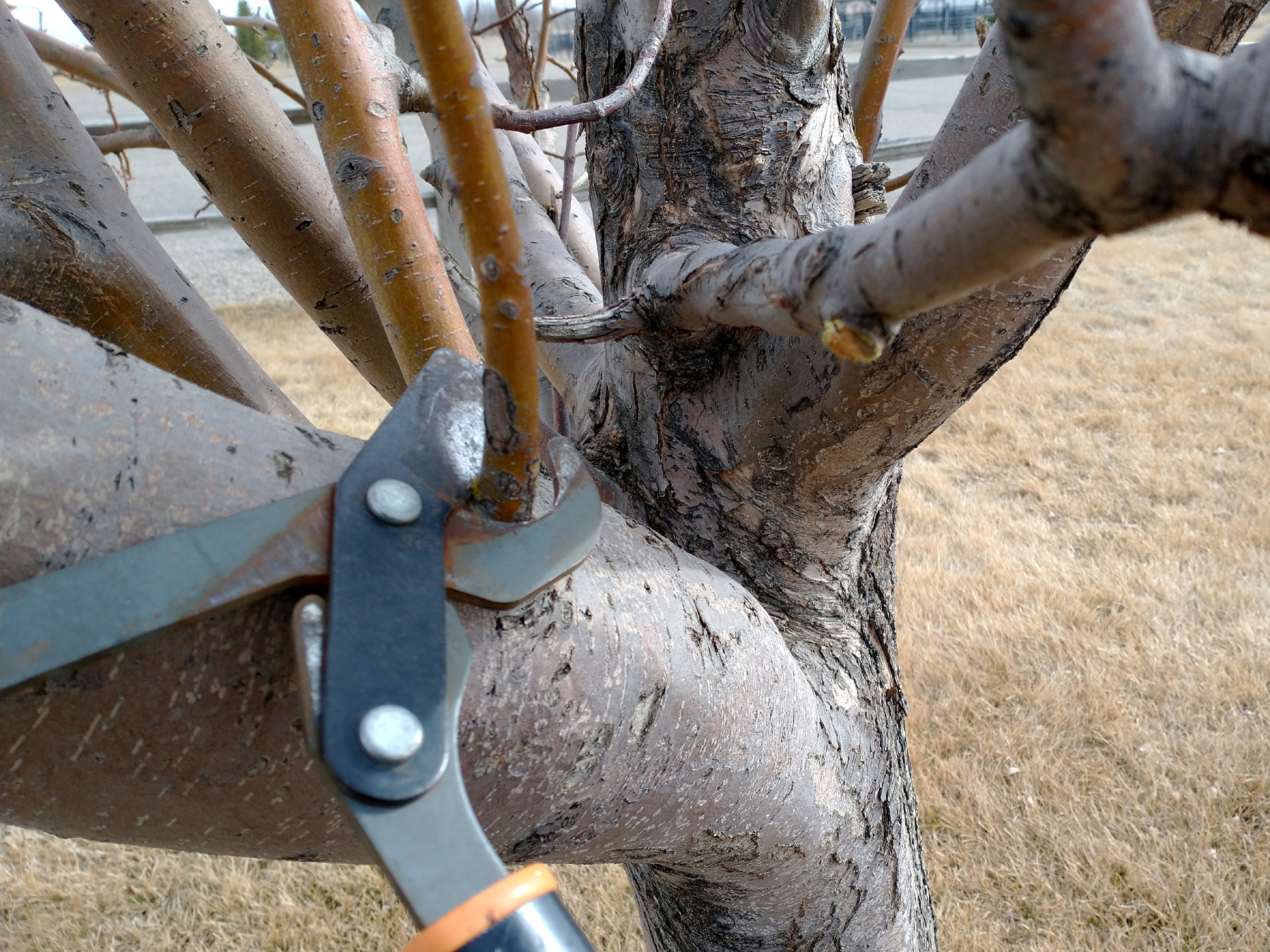 Remove water sprouts, which clutter up the canopy of the tree.  (NDSU photo)