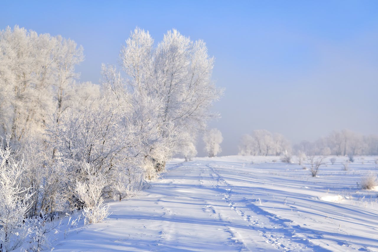 With all kinds of extreme weather, it is a miracle that the vast majority of plants survive and even thrive in the north-central U.S. (Pexels photo)