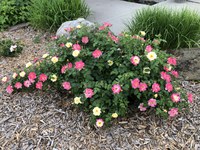 Before winter is upon us, gardeners should consider protecting tender roses like this beautiful Campfire cultivar, named for its prolific yellow, red and pink flowers. (NDSU photo)