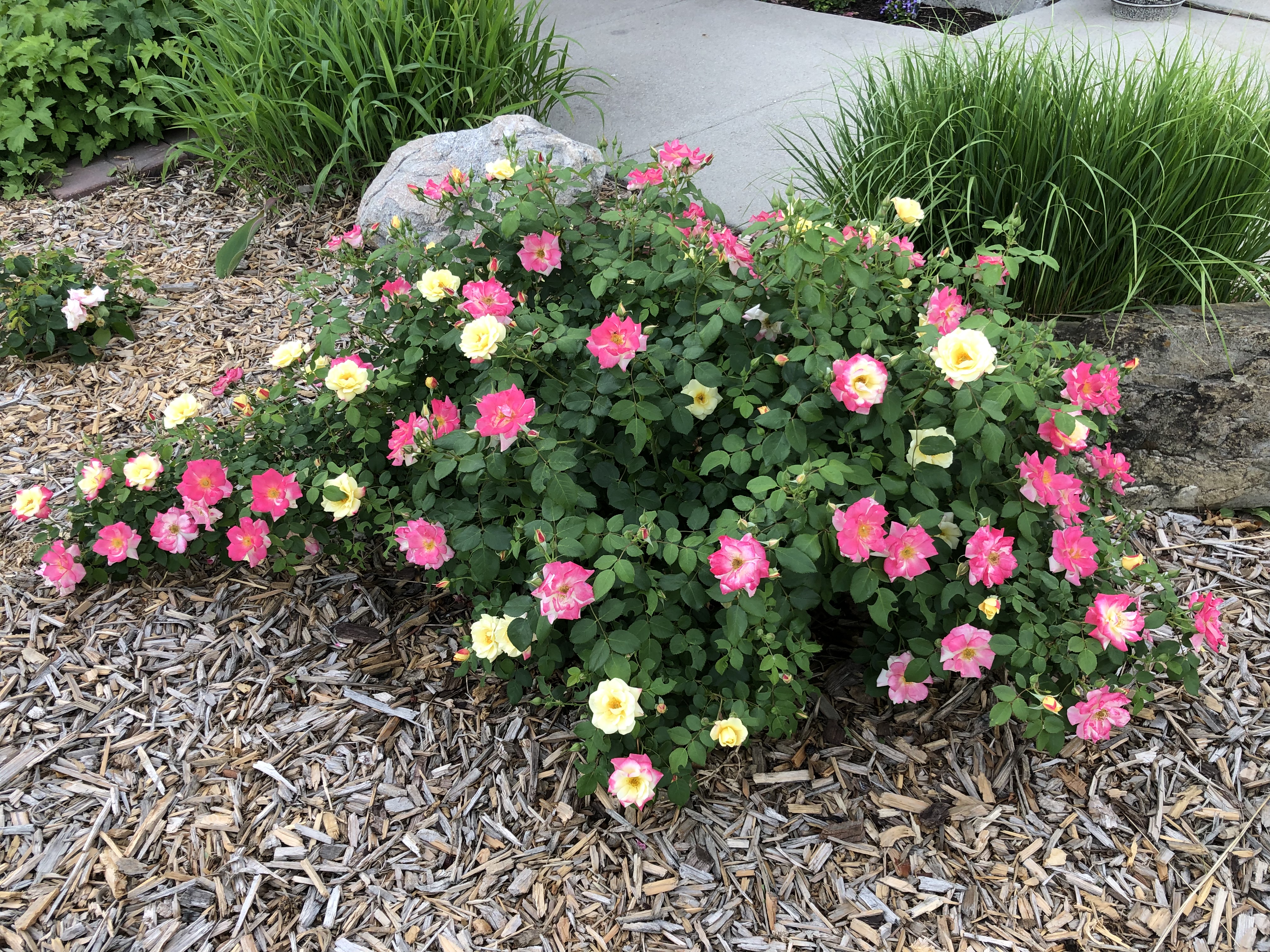 Before winter is upon us, gardeners should consider protecting tender roses like this beautiful Campfire cultivar, named for its prolific yellow, red and pink flowers. (NDSU photo)