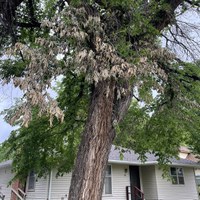 An American elm in Bowman, North Dakota, shows symptoms of Dutch elm disease. (NDSU photo)