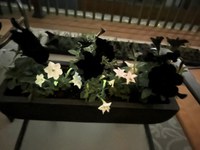 By night, the white flowers of Firefly petunia glow in the dark. The other flowers are standard black petunias. (Photo courtesy of Laura Kourajian)