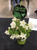 By day, Firefly petunia looks like an ordinary white-flowered bedding plant. (NDSU photo)