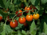 Sungold tomato is sweet and productive. (Photo courtesy of Dwight Sipler, https://www.flickr.com/photos/photofarmer/4866974729/.)
