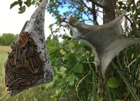 This eastern tent caterpillar nest is on a chokecherry tree. Pulling out the nest in the evening is the simplest way to control these pests. (NDSU photo)