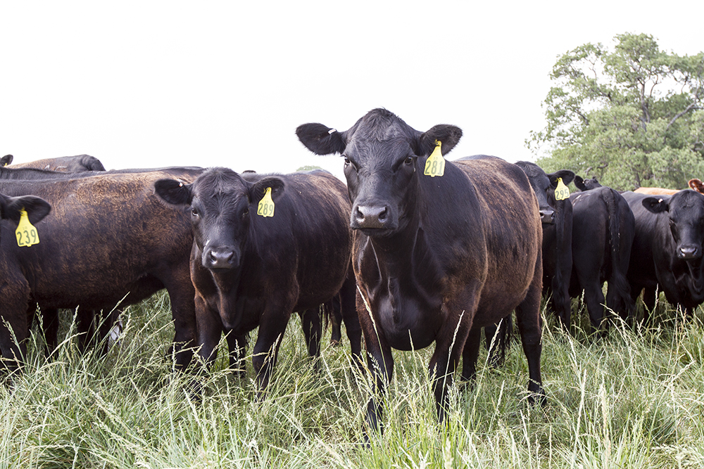 Cattle are highly selective, and they seek out the high-quality plants and will graze them to oblivion if allowed. (NDSU photo)