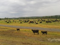 Grazing management resources and tools have never been more abundant, but each plan still needs to be individualized. (NDSU photo)