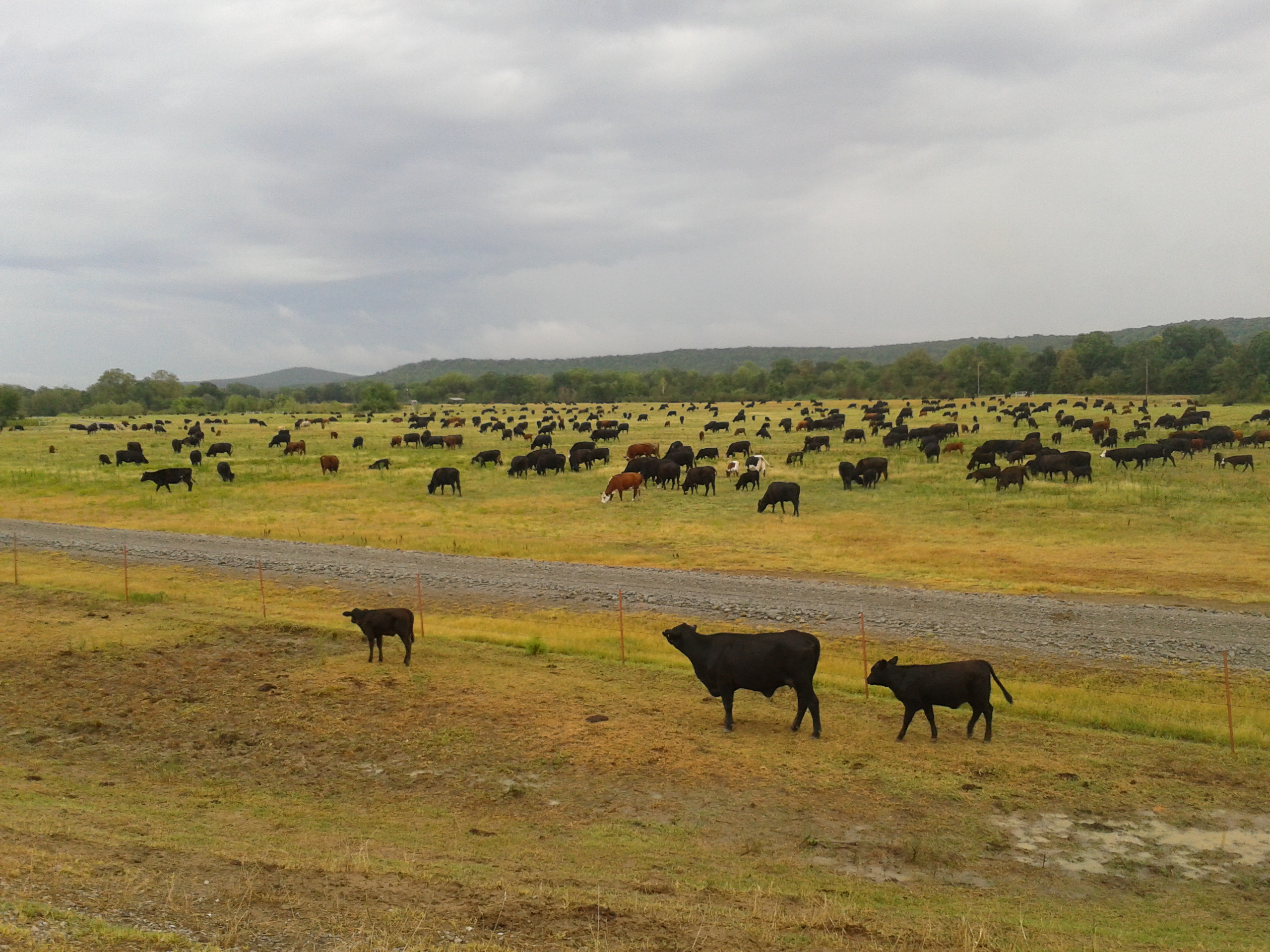 Grazing management resources and tools have never been more abundant, but each plan still needs to be individualized. (NDSU photo)