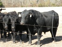 There are several management strategies that can ease the transition of bulls from being overconditioned to breeding-season condition. (Alabama Cooperative Extension System photo)