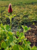 In annual systems, legume nitrogen fixation may benefit subsequent crops more than the current crop. (NDSU photo)