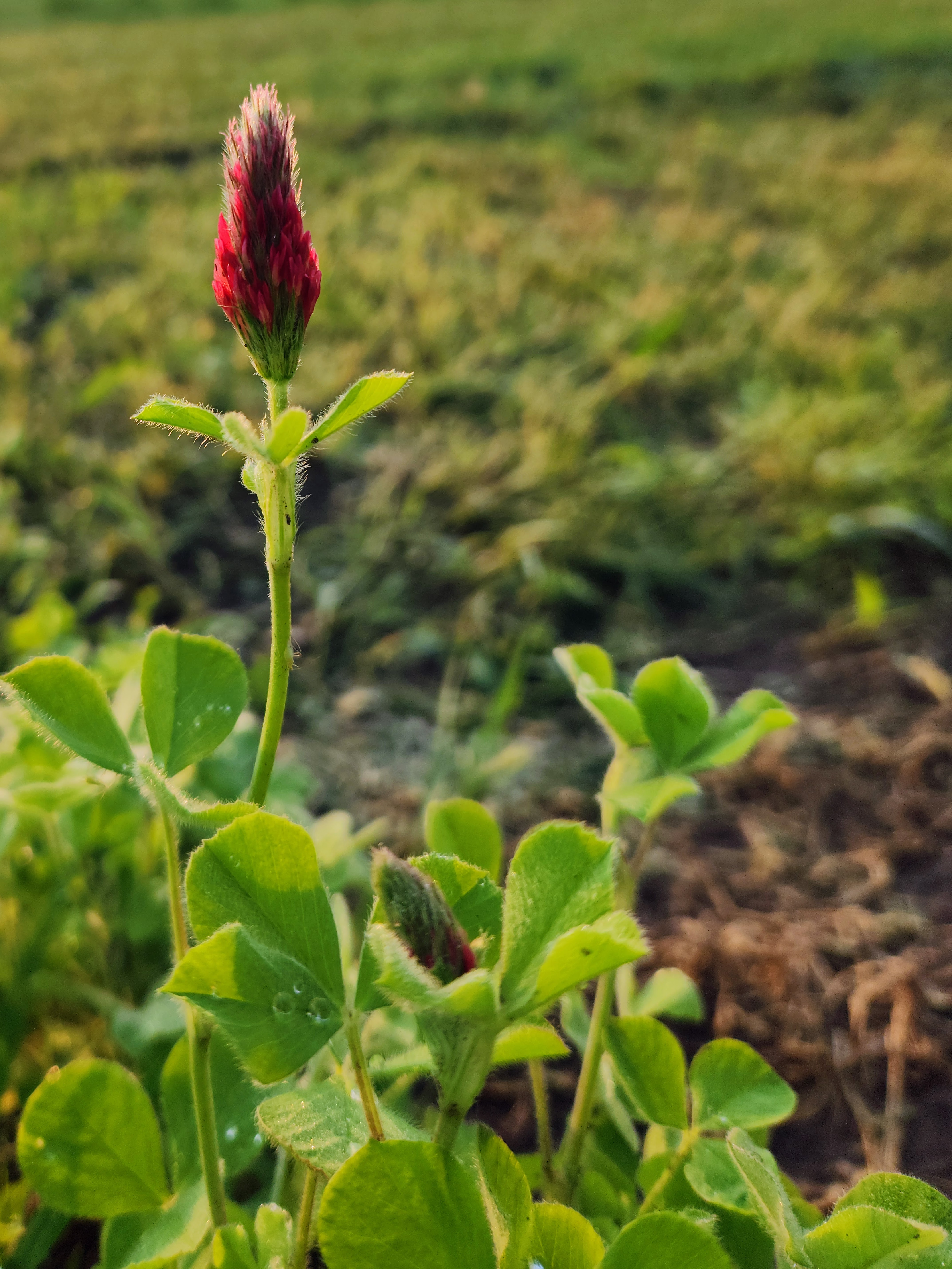In annual systems, legume nitrogen fixation may benefit subsequent crops more than the current crop. (NDSU photo)