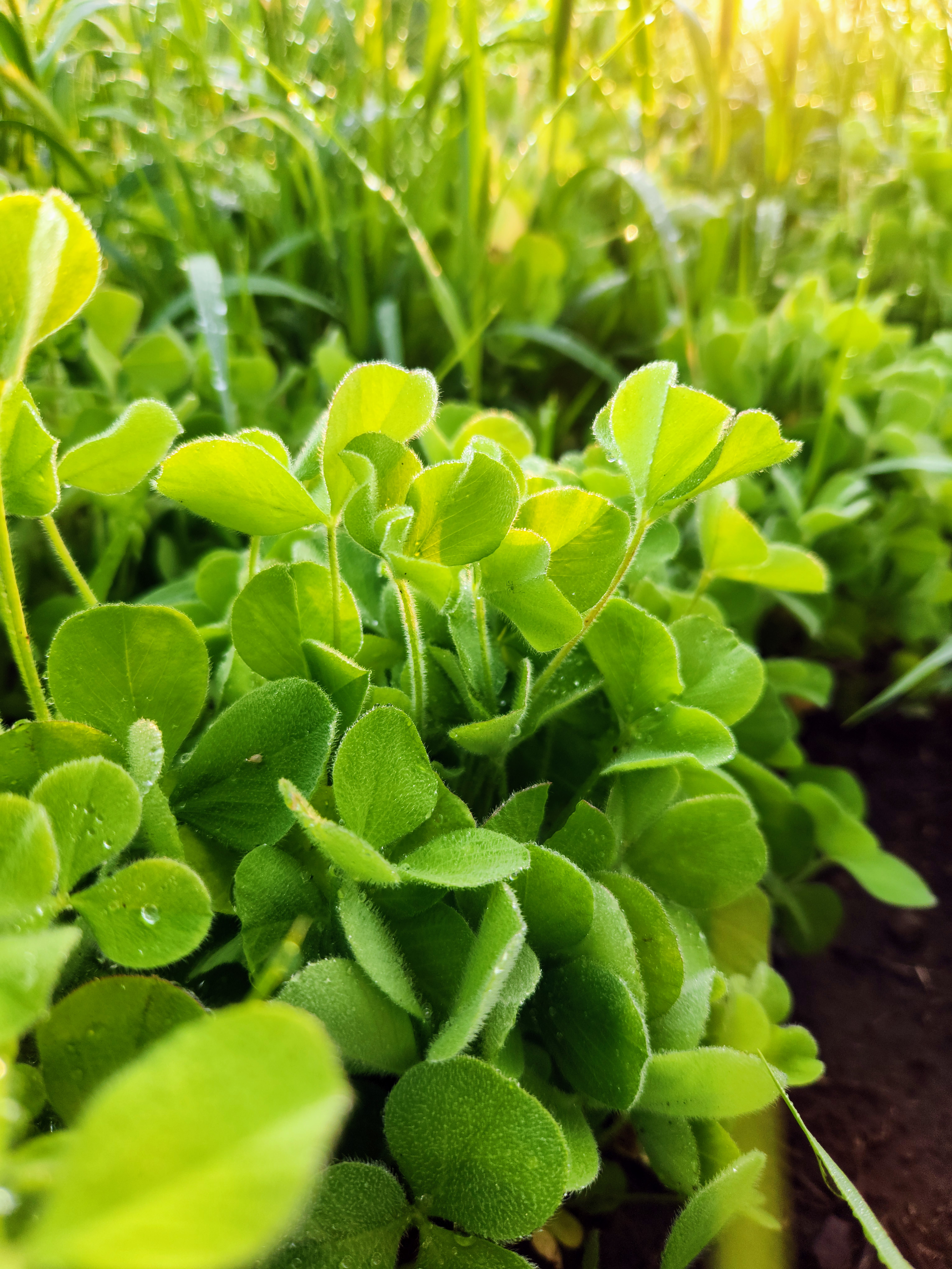 There are lots of considerations for grazing cover crops. (NDSU photo)