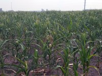 Corn stalks can hold a lot of moisture, and a field that looks dry can have a higher moisture content than it appears. (NDSU photo)