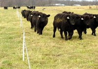 Fencing helps with maintaining plant vitality so plants can recover quickly from a drought. (NDSU photo)