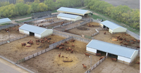 Once the cow herd has transitioned to a drylot, maintain a steady, consistent dry matter feed intake. (NDSU photo)